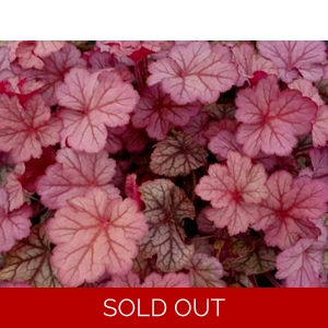 Heuchera 'Pinot Gris'